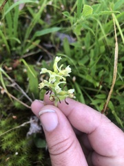 Platanthera clavellata image