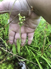 Platanthera clavellata image
