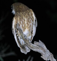 Ninox boobook ocellata