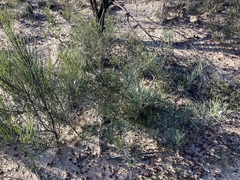 Isopogon divergens