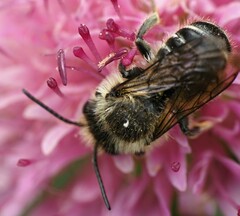 Megachile centuncularis