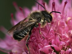 Megachile centuncularis