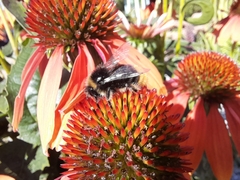 Bombus lapidarius