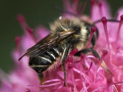 Megachile centuncularis