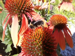 Bombus lapidarius