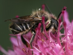 Megachile centuncularis