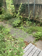 Symphyotrichum