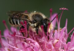 Megachile centuncularis