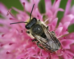 Megachile centuncularis