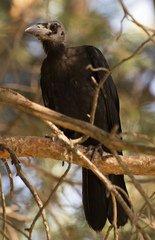 Corvus frugilegus