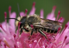 Megachile centuncularis