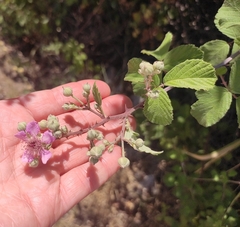 Rubus ulmifolius