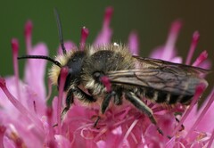 Megachile centuncularis