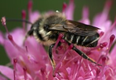 Megachile centuncularis