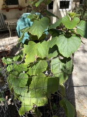 Clerodendrum bungei