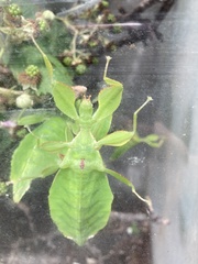 Phyllium philippinicum