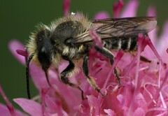 Megachile centuncularis