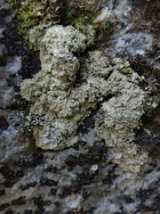 Lepraria membranacea