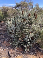 Banksia sceptrum