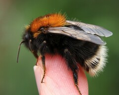Bombus hypnorum