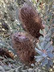 Banksia sceptrum