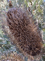 Banksia sceptrum
