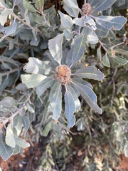Banksia sceptrum