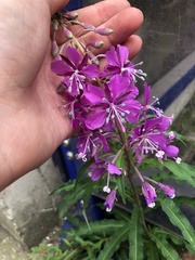 Chamaenerion angustifolium