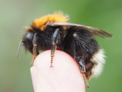 Bombus hypnorum