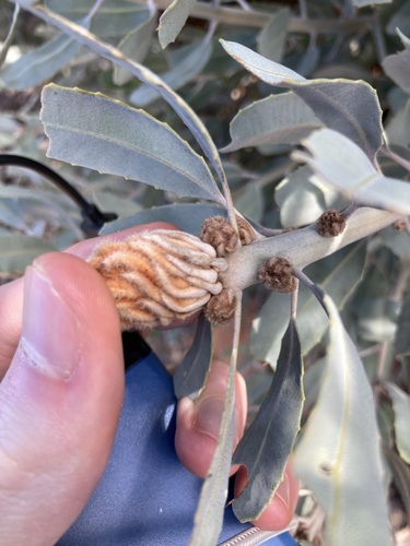 Image of Banksia sceptrum by (c) Thomas Mesaglio, some rights reserved (CC BY)