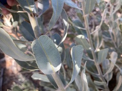 Banksia sceptrum