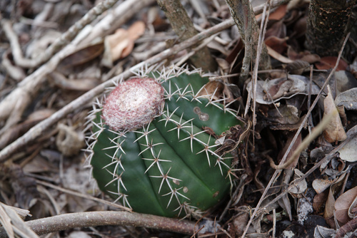 Melocactus violaceus ssp. ritteri