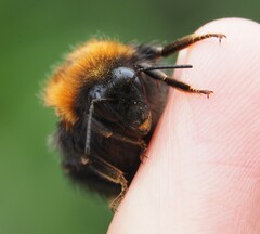 Bombus hypnorum