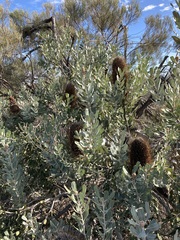 Banksia sceptrum