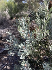 Banksia sceptrum