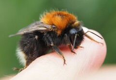 Bombus hypnorum