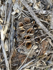 Banksia sceptrum