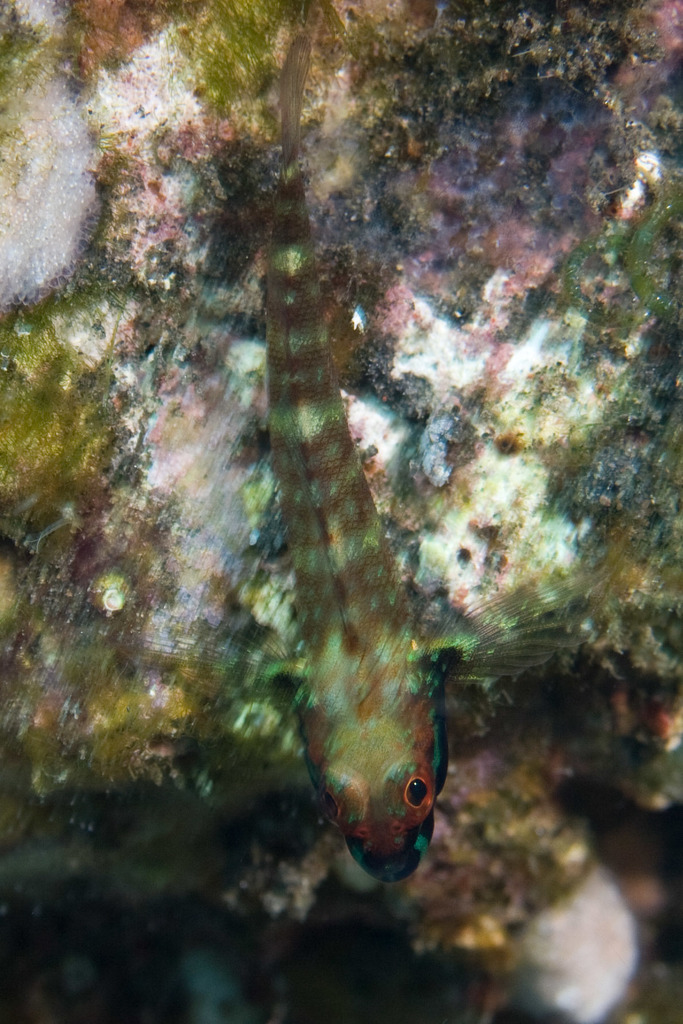 Randalls drievinslijmvis (Helcogramma randalli) — Tripterygiidae