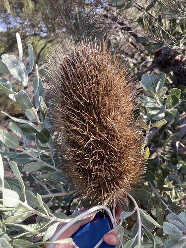 Image of Banksia sceptrum by (c) Thomas Mesaglio, some rights reserved (CC BY)
