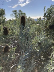 Banksia sceptrum