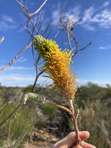Image of Grevillea eriostachya by (c) Thomas Mesaglio, some rights reserved (CC BY)