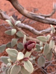 Dicrastylis cordifolia