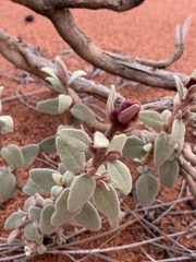 Dicrastylis cordifolia