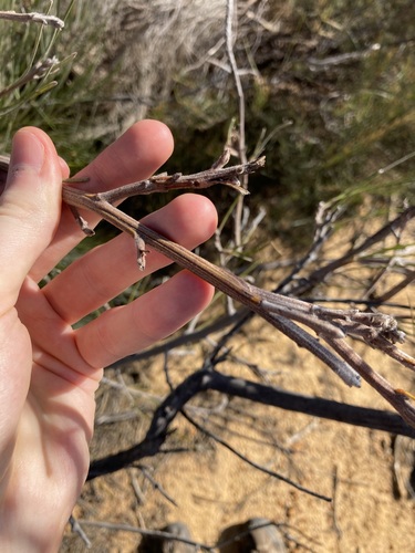 Image of Grevillea eriostachya by (c) Thomas Mesaglio, some rights reserved (CC BY)