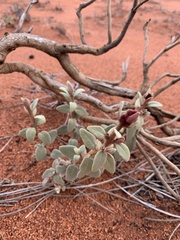 Dicrastylis cordifolia