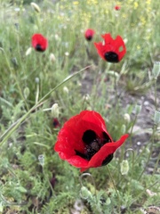 Papaver arenarium