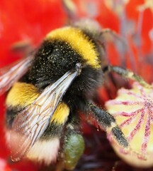 Bombus lucorum