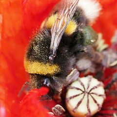Bombus lucorum