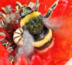 Bombus lucorum