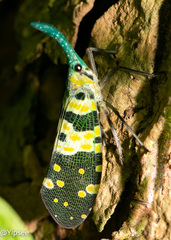 Pyrops viridirostris